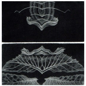  Eden-mandragora mezzotinta 9,5x9,5 cm 2025 